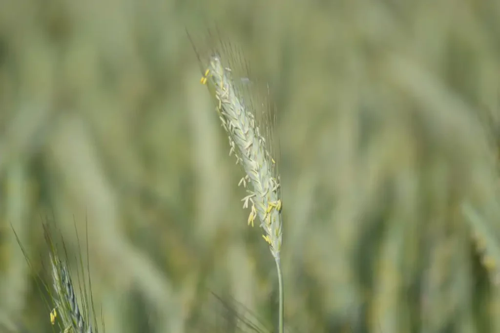 plante céréalière