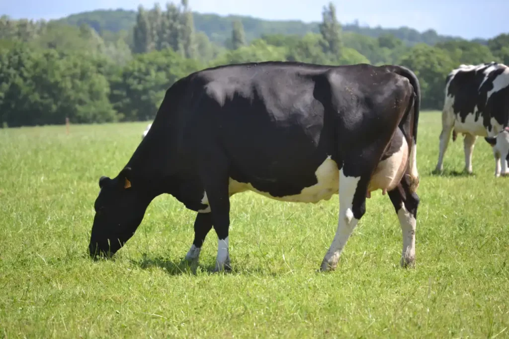vaches