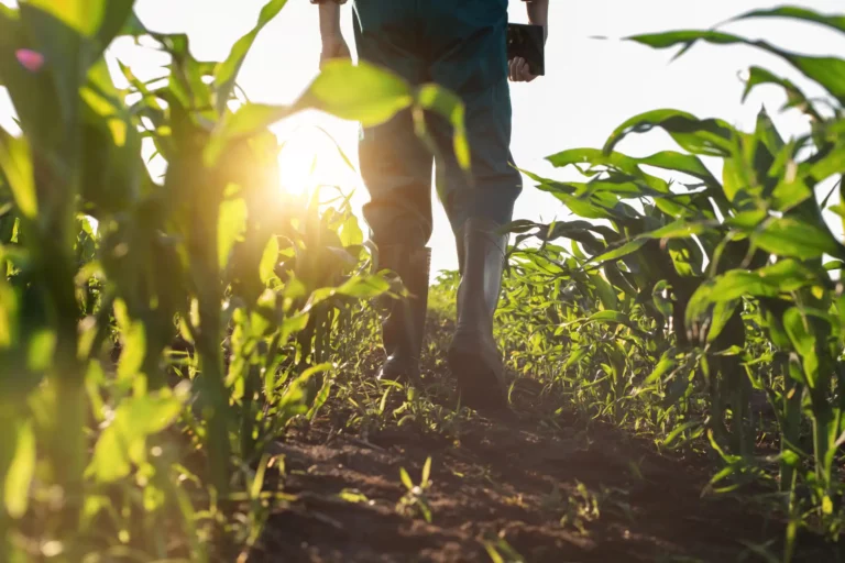 agriculteur champ bio