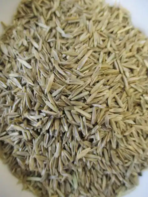 FESTULOLIUM