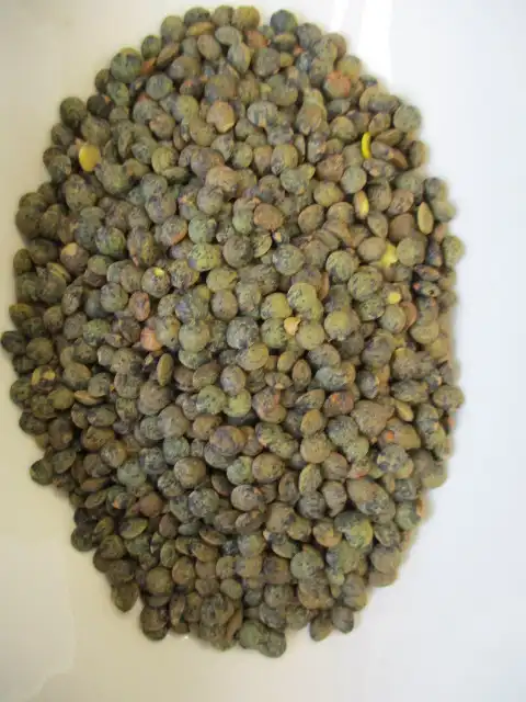 LENTILLE VERTE