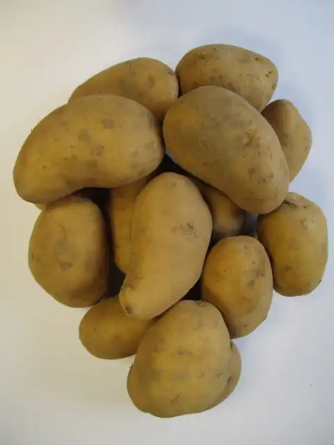 POMME DE TERRE
