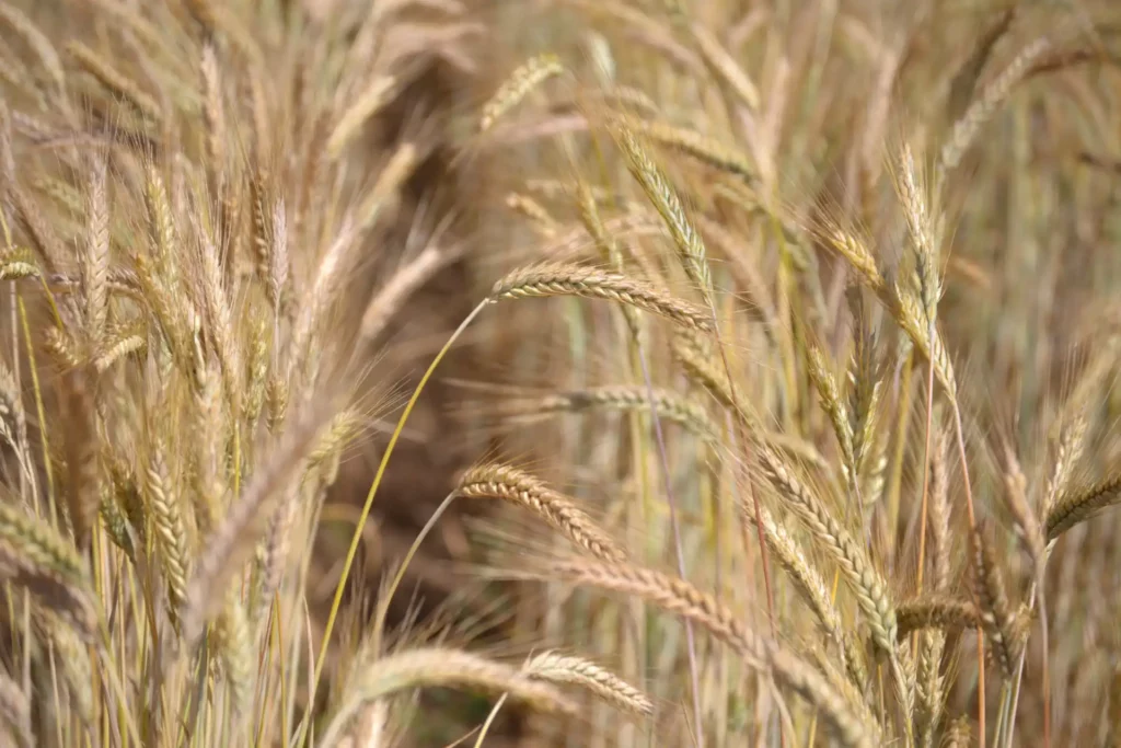 Céréales