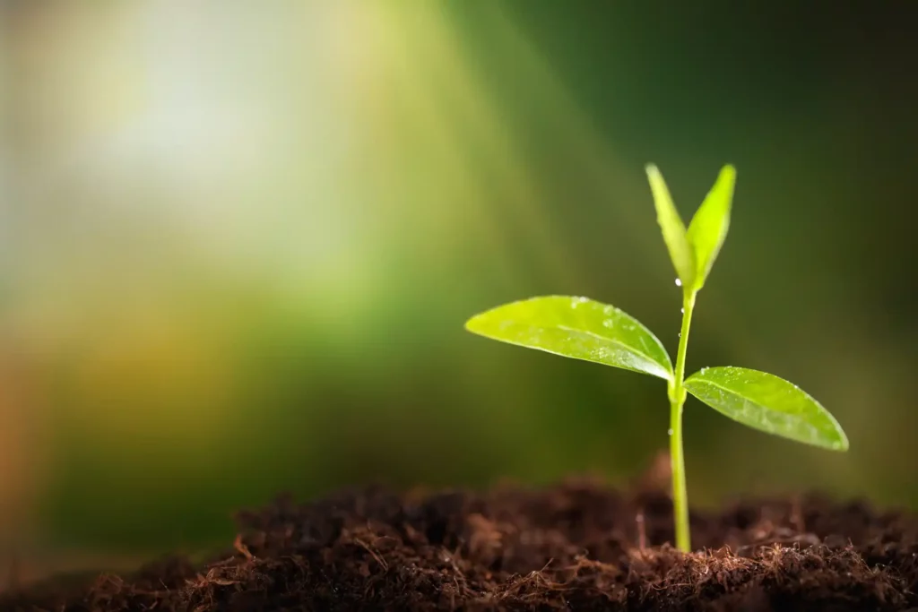 Plantes